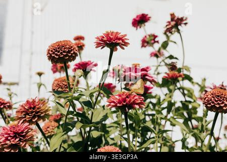 Le farfalle atterrano su fiori selvatici che crescono contro capannoni bianchi in giardino Foto Stock