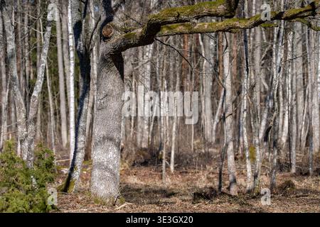 Quercia con rami ricoperti di muschio nella foresta primaverile, paesaggio boschivo naturale con luce soffusa del sole. Quercia inglese antica circondata da alberi sottili. Foto Stock