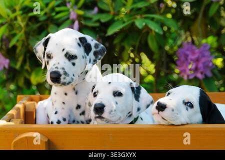 Drei Dalmatinerwelpen, fuenf Wochen alt, nebeneinander im Garten / tre cuccioli dalmati di cinque settimane, fianco a fianco in un giardino Foto Stock