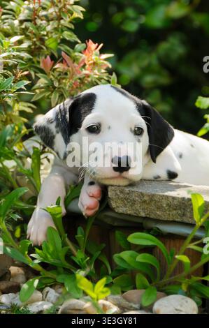 Dalmatinerwelpe, fuenf Wochen alt, im Garten / cucciolo dalmata di cinque settimane, in un giardino Foto Stock
