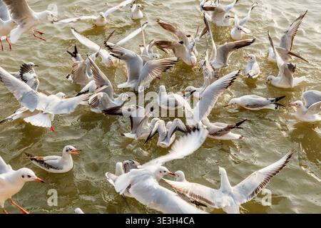 Un grande gregge di gabbiani vola in basso sulla superficie del Gange a Varanasi, in competizione per il cibo gettato dalle persone nell'acqua torbida. Foto Stock