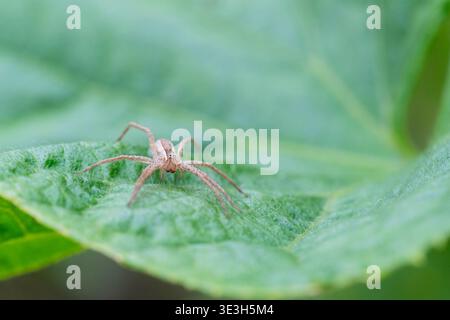 American Nursery Web Spider riposa su una foglia Foto Stock