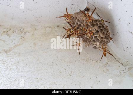 Guineana Paper Wasps che costruiscono un nido Foto Stock