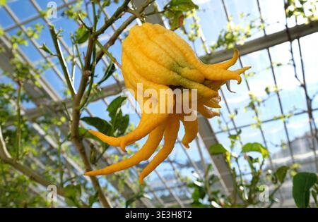 mano di buddha di agrumi, frutto di agrumi che cresce in serra Foto Stock