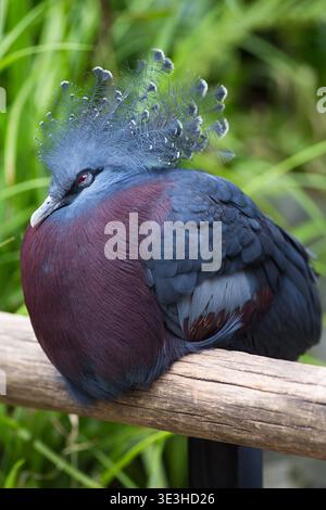 Ritratto verticale del piccione coronato da Vittoria (Goura victoria), splendido piccione coronato dalla Papua nuova Guinea Foto Stock