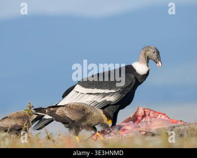 Condor andino, femmina (Vultur gryphus) e Crested Caracara (Caracara plancus) in Patagonia. Sud America, Cile, Magellane, ottobre Foto Stock