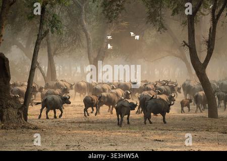 Corsa di bufali del Capo, Syncerus caffer, Lower Zambesi National Park, Zambia Foto Stock