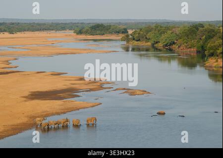 Branco di elefanti africani, Loxodonta africana, al Save River, Parco Nazionale di Gonarezhou, Zimbabwe Foto Stock