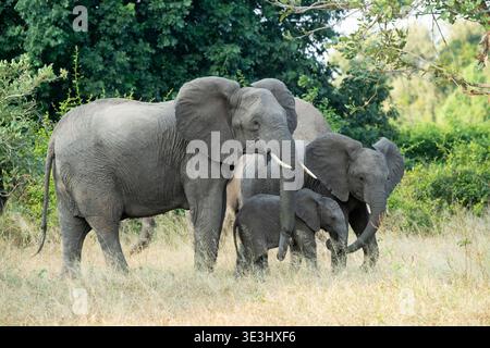 Elefanti africani con giovani, Loxodonta africana, Gonarezhou National Park, Zimbabwe Foto Stock