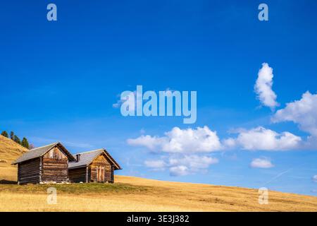 Due antiche capanne di legno si trovano sui prati dorati del passo di Würzjoch in alto Adige. Il contrasto tra il legno scuro e il cielo azzurro cattura il Foto Stock