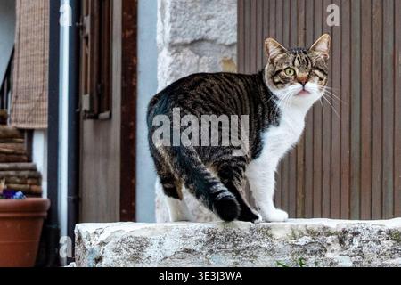 Un tabby e un gatto domestico bianco in piedi su un muro di pietra fuori da un edificio rustico in un piccolo villaggio europeo Foto Stock