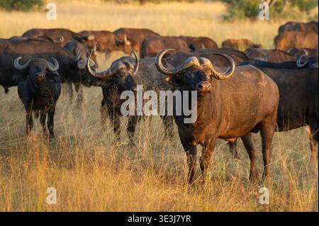 Allevamento di bufali africani, caffè Syncerus, Parco Nazionale di Hwange, Zimbabwe Foto Stock