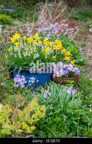 Bulbi primaverili tra cui Giacinto "passione albicocca", Chionodoxa Forbesii "bellezza viola" Foto Stock