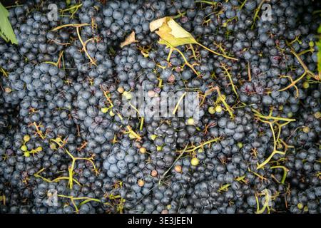 Immagine ravvicinata di uve scure mature e steli verdi appena raccolti da un vigneto, ideale per la produzione di vino, con consistenza, abbondanza, natura Foto Stock