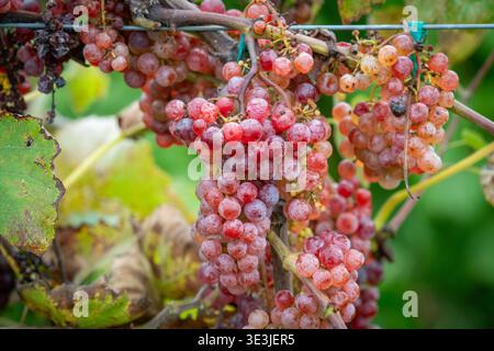 Le uve rosse mature in grappoli stretti pendono da una vite tra foglie verdi, catturando la stagione della vendemmia e l'atmosfera viticola dei vigneti con t naturali Foto Stock