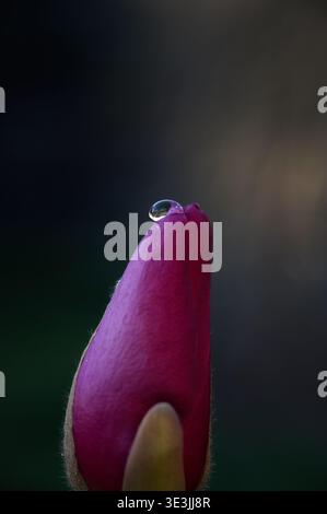 Primo piano estremo di un singolo bocciolo di fiori di magnolia rosa con una limpida goccia di rugiada in cima. Sfondo scuro e morbido, macro fotografia della natura primaverile Foto Stock