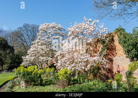 Alberi di Magnolia in fiore a Waterlow Park, Londra, Regno Unito Foto Stock