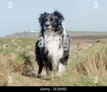 Cane Border Collie sulle dune di sabbia della spiaggia Foto Stock