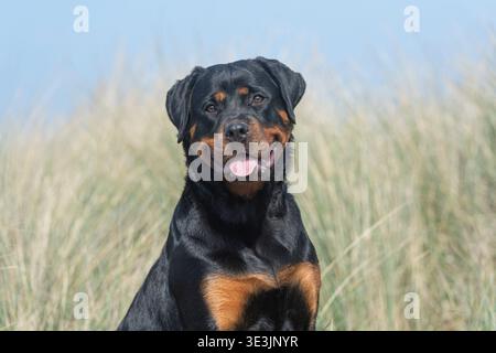 Rottweiler in erba lunga Foto Stock