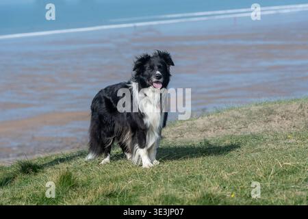 Cane Border Collie in piedi sulle scogliere per mare Foto Stock
