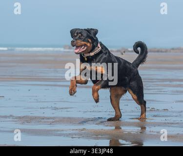 Border Collie corre sulla spiaggia Foto Stock
