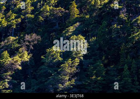 Una vista dettagliata degli alberi e del fogliame autoctoni mostra il contrasto tra luce e ombra in una foresta di Bariloche, Argentina. Foto Stock