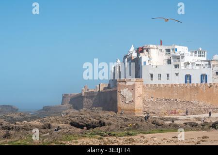 Essaouira, Marocco - le storiche mura della fortezza e le case bianche si affacciano su una spiaggia rocciosa di Essaouira, Marocco, con un gabbiano che scivola sopra il trasparente blu Foto Stock
