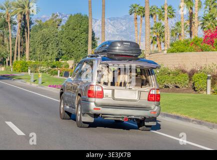 Un paio di mastini che cavalcano sul retro di un veicolo a Palm Springs in California Foto Stock