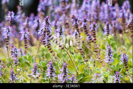 Plectranthus ornatus fiori su sfondo naturale Foto Stock