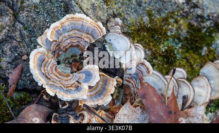 Funghi di coda di tacchino (Trametes versicolor) che crescono a spirale su un albero caduto Foto Stock