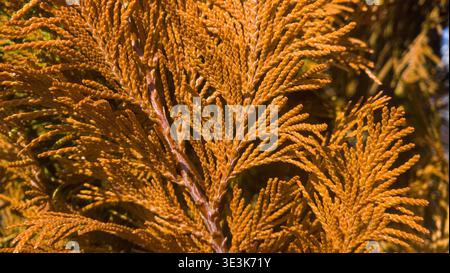 Rami secchi di thuja arborvitae da vicino, sfondo fogliame morto di conifere Foto Stock