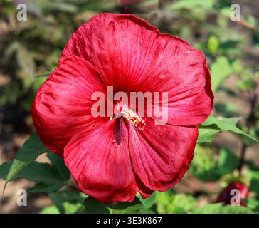 Uno scatto ravvicinato di un singolo grande fiore di ibisco rosso che mostra l'intricata trama dei petali vellutati e l'importante stami centrale. Foto Stock