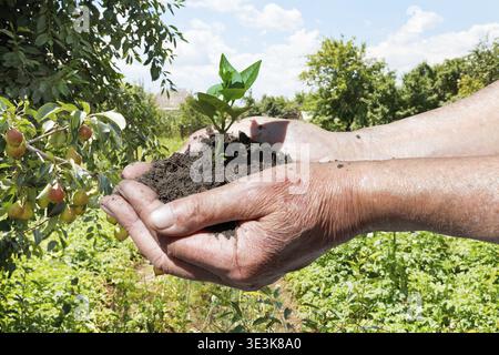 Agricoltore con una manciata di terreno con germoglio verde sullo sfondo del giardino Foto Stock