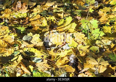 Foglie d'acero cadute su tronchi di betulla essiccati nella foresta nelle giornate autunnali assolate Foto Stock