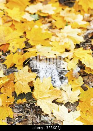 Tronco di albero essiccato e foglie d'acero cadute a distanza ravvicinata il giorno autunnale Foto Stock