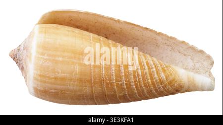 Conchiglia vuota di mollusco di una lumaca di mare su sfondo bianco Foto Stock