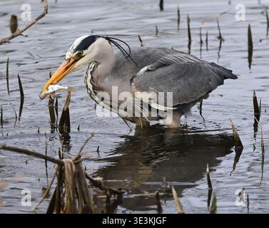 Un Heron grigio (Ardea cinerea) ha pescato un pesce nel lago di Cheltenham del parco Pittville Foto Stock