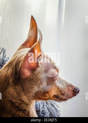Simpatico piccolo giocattolo marrone-grigio sdraiato nel letto, primo piano sul profilo laterale, adorabile cucciolo riposato, accogliente momento di cucciolo e giocoso ritratto del cane Foto Stock