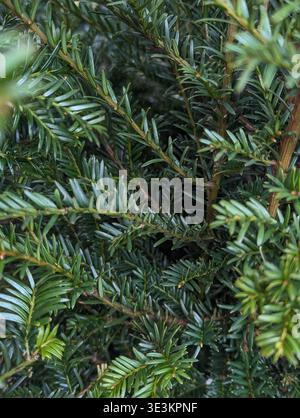 Giardino urbano con pianta in vaso. Immagine dettagliata della base del tronco ad albero posizionata sul terreno e sul bordo del vassoio. Esame ravvicinato del vaso vegetale su pacciamatura con Dr. Visibile Foto Stock