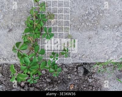 Il superriduttore della Virginia su una maglia bianca contro un muro di cemento. Sfondo con spazio di copia per testo o grafica. Natura in un ambiente urbano Foto Stock
