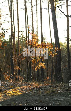 La luce calda del sole filtra delicatamente attraverso la tettoia di alti pini creando un'atmosfera tranquilla Foto Stock