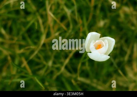 Fiore di cocco bianco singolo con centro arancione brillante su uno sfondo verde tenue Foto Stock