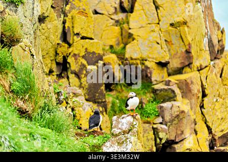 Una puffin è in piedi su una roccia mentre un altro uccello è nelle vicinanze sulle scogliere di Borgarfjordur Eystri, Islanda. Vegetazione luminosa circonda l'area. Foto Stock
