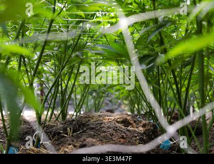 Vista delle verdeggianti piante di cannabis che raggiungono la luce, i loro steli che si innalzano dal terreno ricco, creando una fitta e vibrante tettoia verde, Garberville, Californ Foto Stock