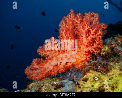 Un subacqueo nuota davanti a un vivace corallo arancione e a un rana mimetizzato su una barriera corallina. Foto Stock