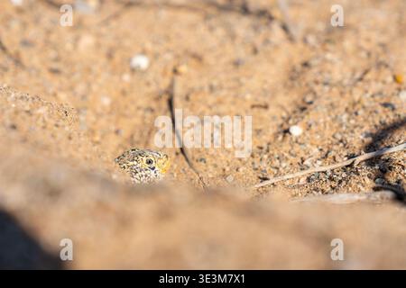 Foto macro ad angolo basso di Liolaemus atacamensis lucertola che sbircia la testa e il collo dalla tana sabbiosa durante il deserto fiorito di Atacama, Cile. Foto Stock