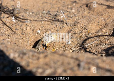 Foto macro ad angolo basso di Liolaemus atacamensis lucertola che sbircia la testa e il collo dalla tana sabbiosa durante il deserto fiorito di Atacama, Cile. Foto Stock