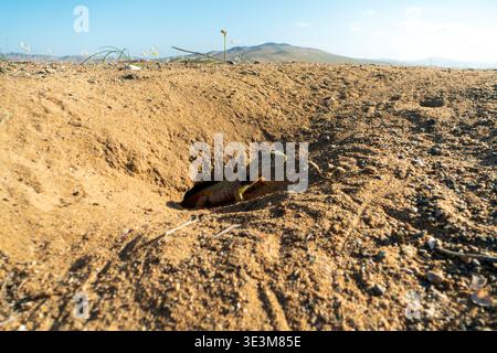 Una foto dall'angolo basso della lucertola di Liolaemus atacamensis che sbuca la testa dalla sua tana sabbiosa durante il deserto fiorito di Atacama, Cile. Foto Stock