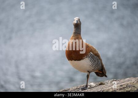 Oca con testa d'ascia (Chloephaga poliocephala) nella natura selvaggia vicino a Bariloche, Patagonia, Argentina Foto Stock