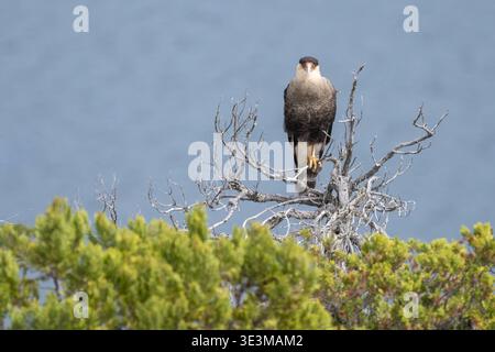 caracara crestata (Caracara plancus) in natura arroccata su un albero morto vicino a Bariloche, Patagonia, Argentina Foto Stock